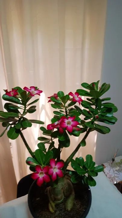 Rosa do Deserto de semente - Adenium obesum - Foto 3