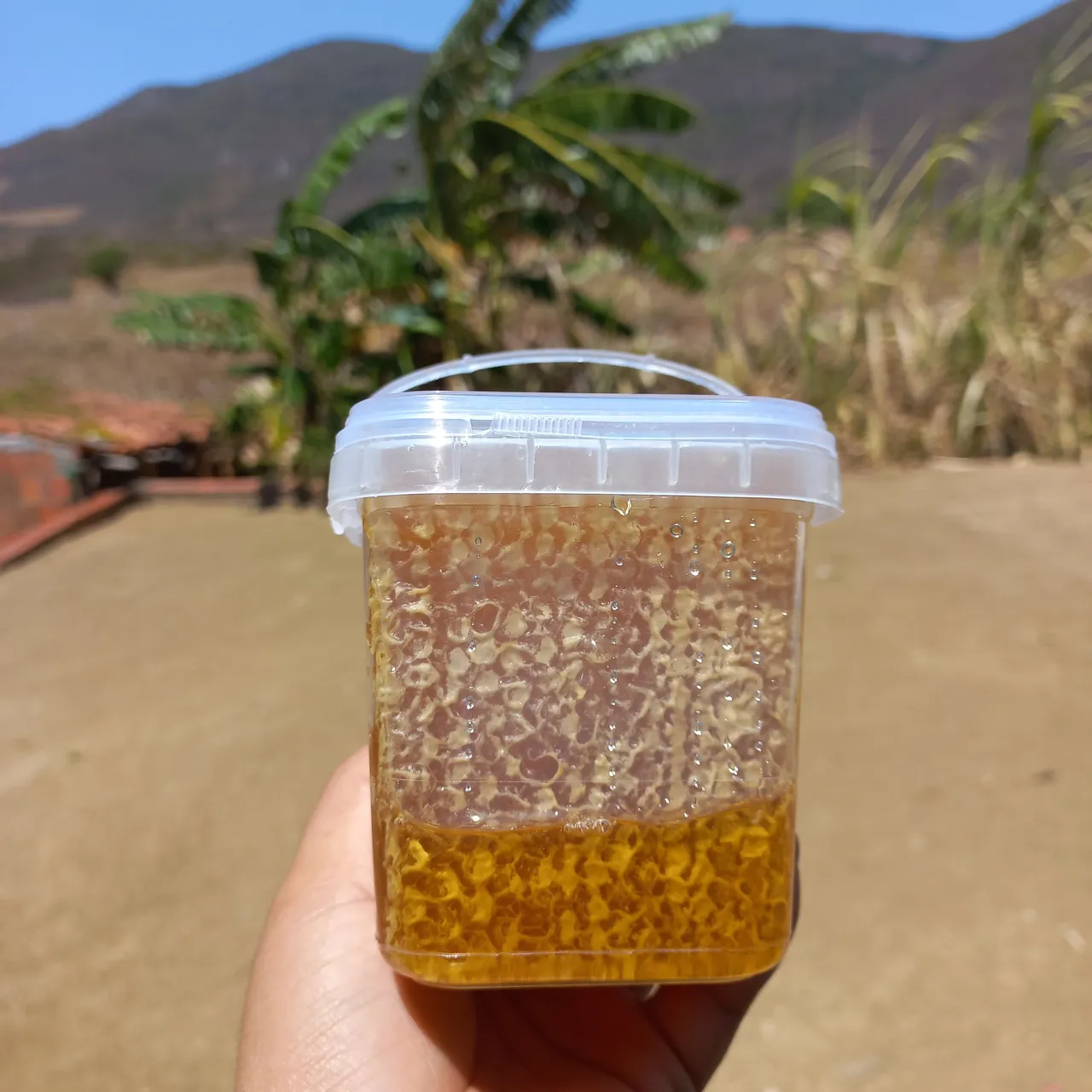 Mel de abelha puro em favo