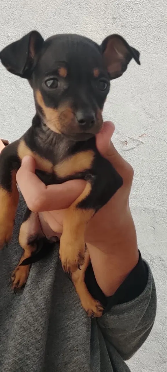 Pinscher: Pequeno no Tamanho, Gigante na Personalidade