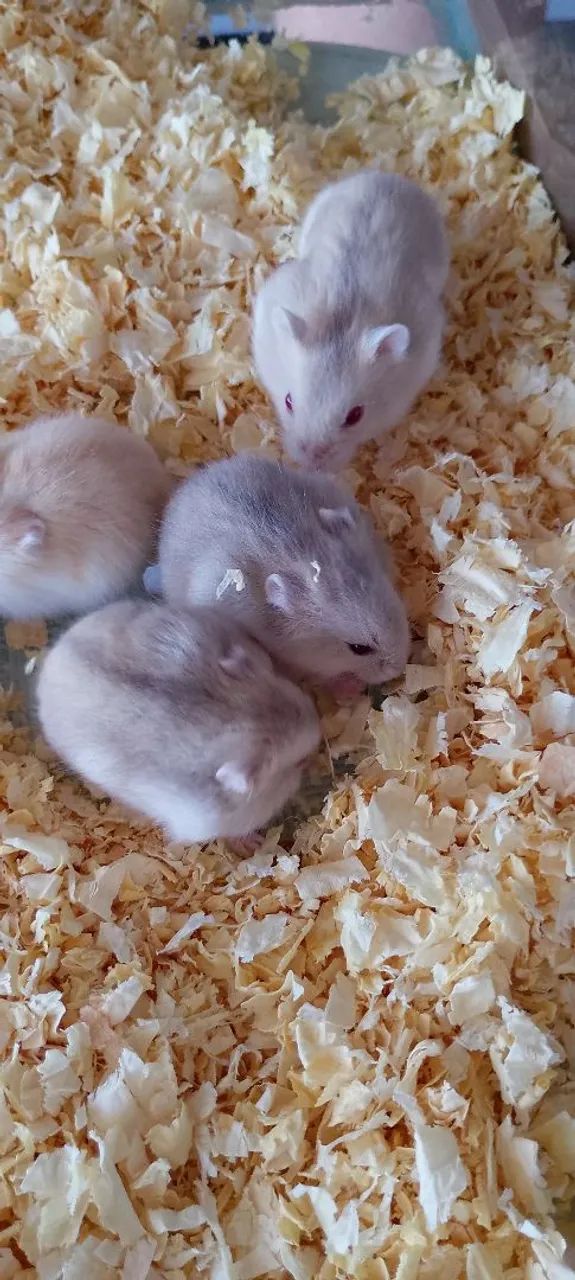 Hamster anão russo 64551629766659120