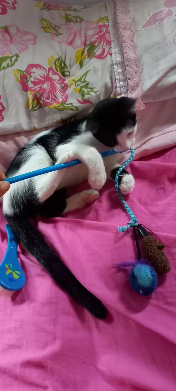 Gata frajola adoção - Foto 5