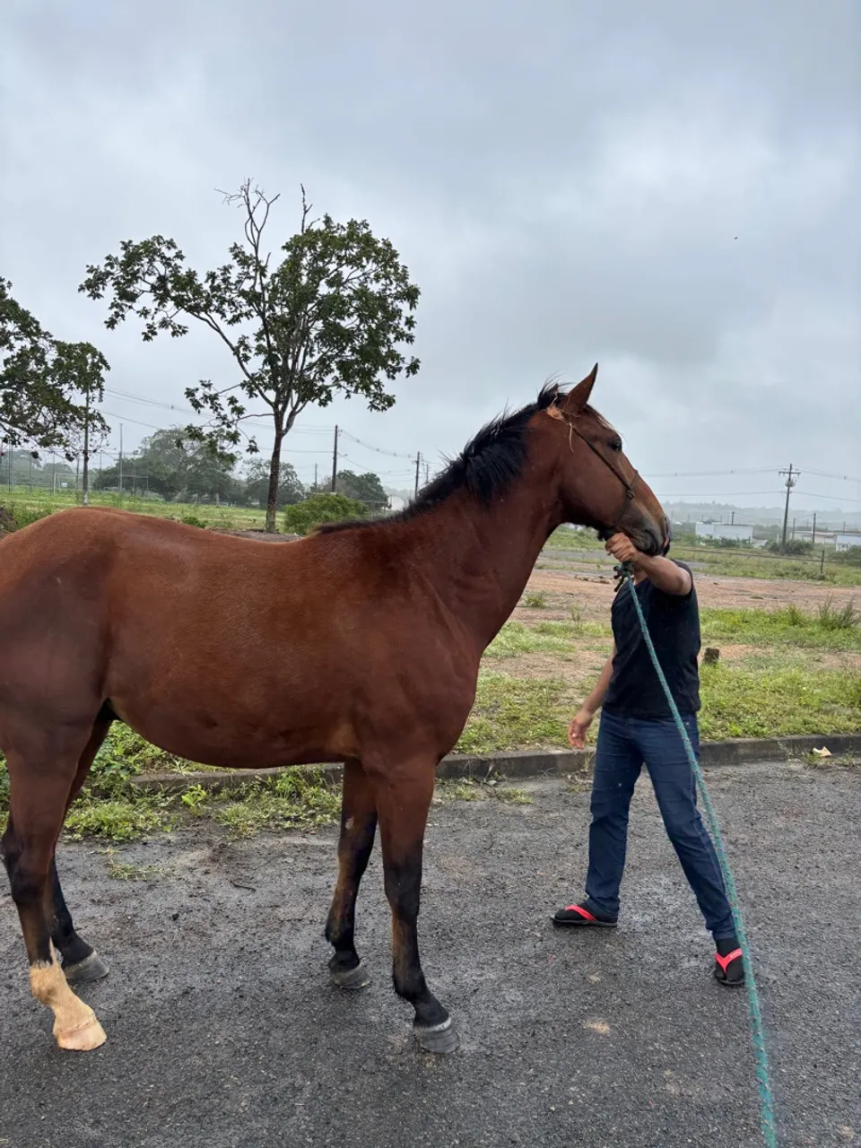 Cavalo para venda, aceito cartão.
