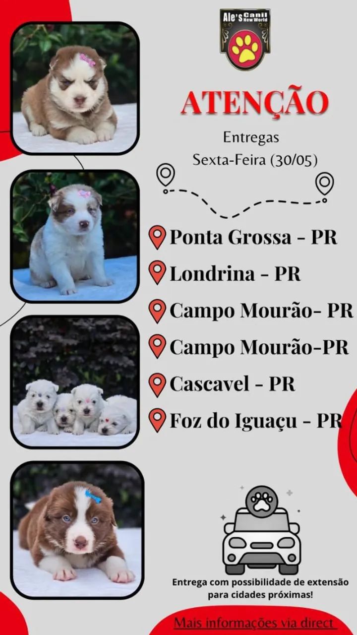 Schnauzer Miniatura  - Foto 2