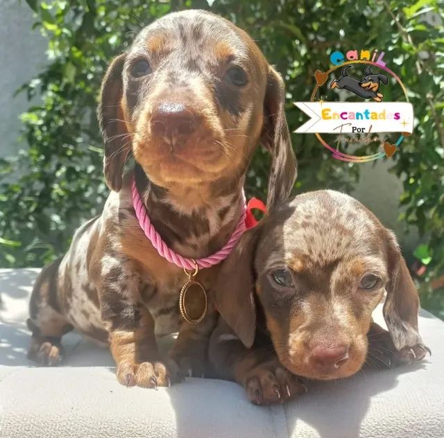 Salsicha Dachshund basset Lindíssimos  - Foto 5