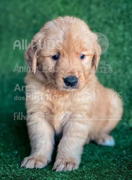 Golden Retriever, filhotes com parcelamento em até 12x sem juros - Foto 2