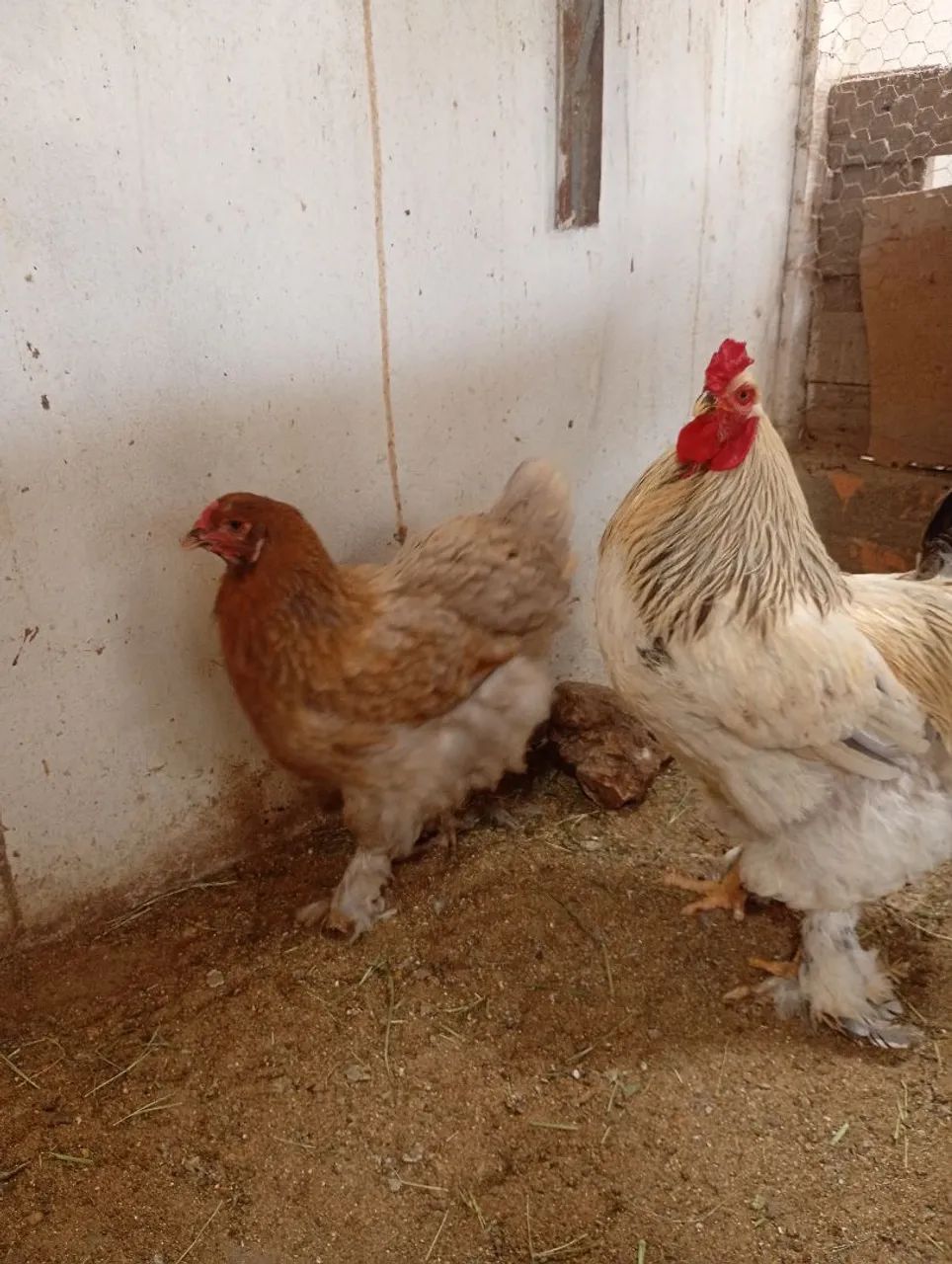 BRAHAMA disponível 64751037001858123