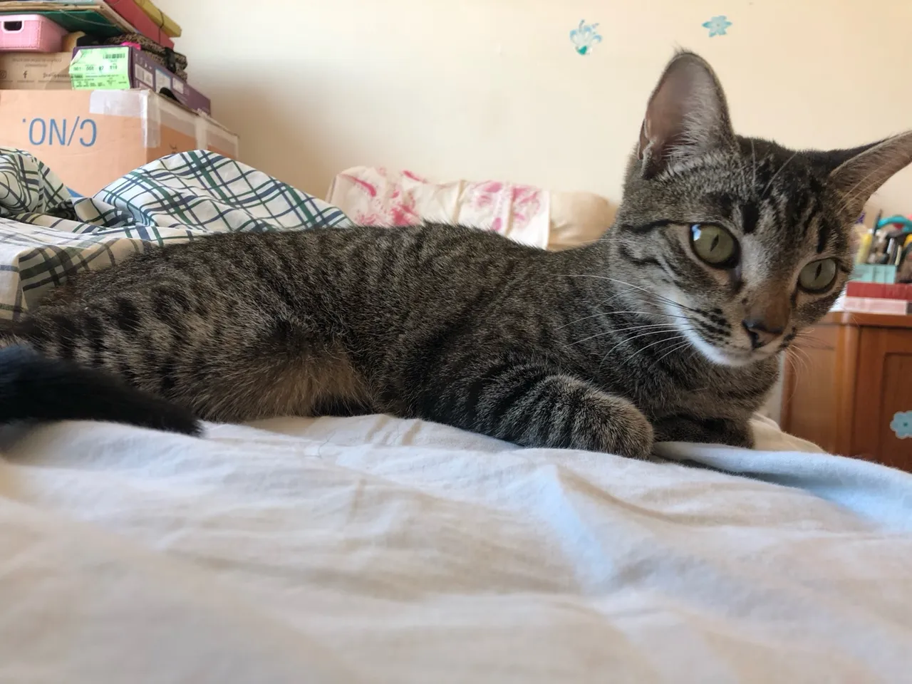 Gata cinza