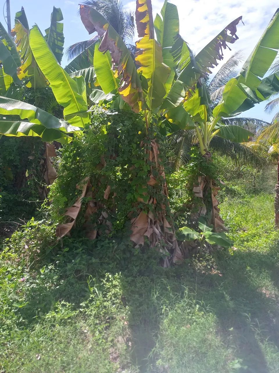 Terreno matapoã - Foto 3