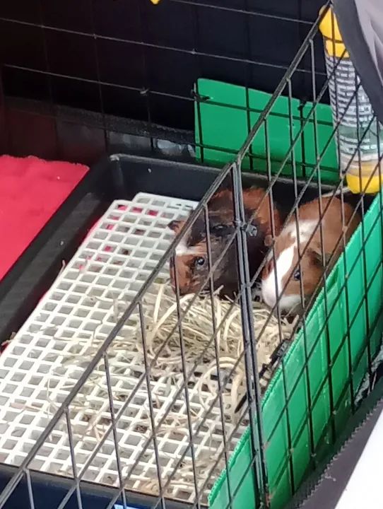 Porquinho da Índia 02 machos 