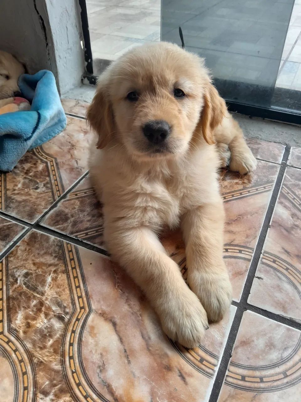 Goldens Filhotes - Foto 2
