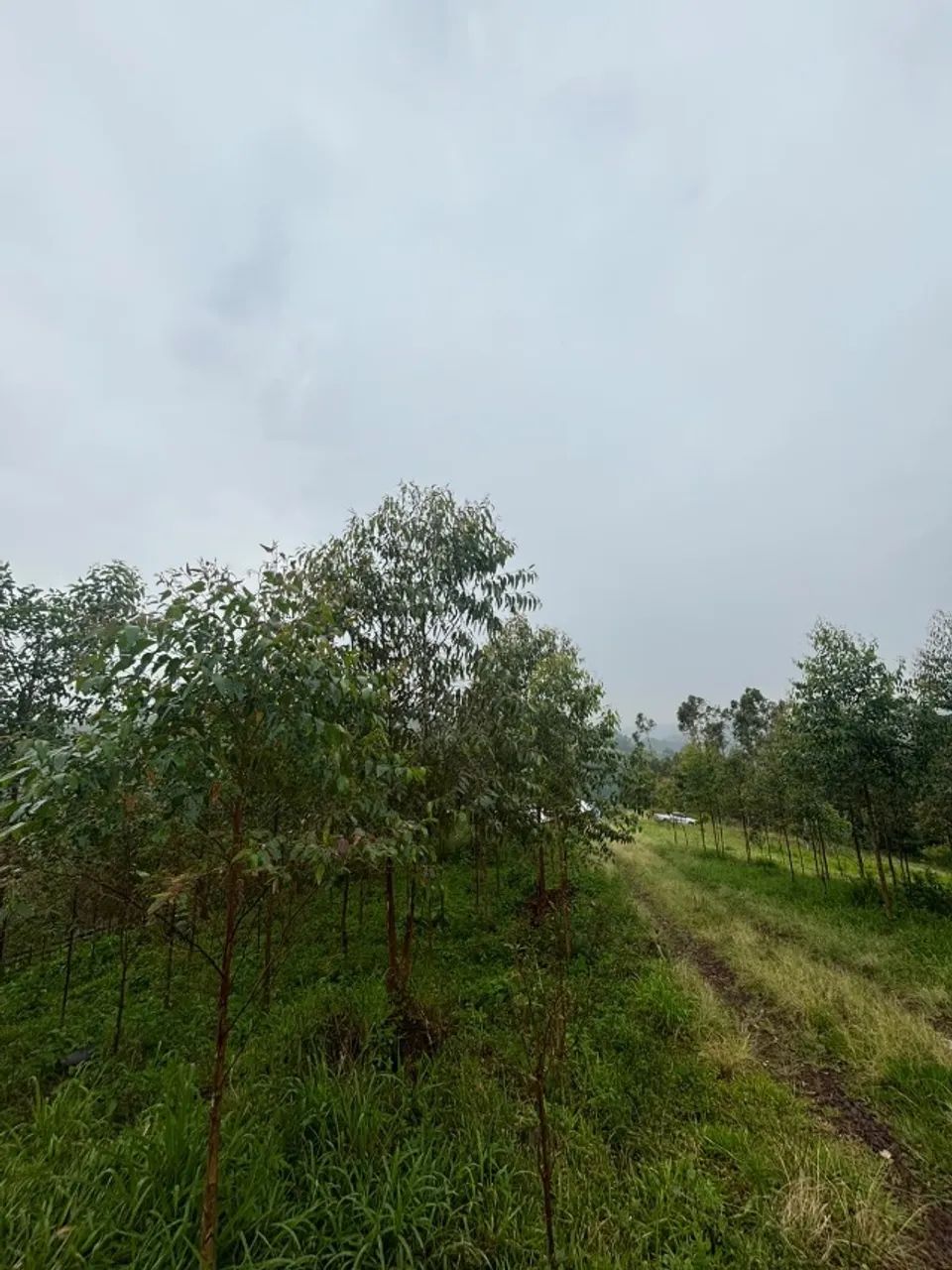 Propriedade rural  - Foto 2