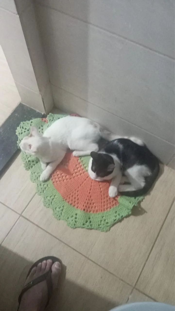 GATOS MACHOS