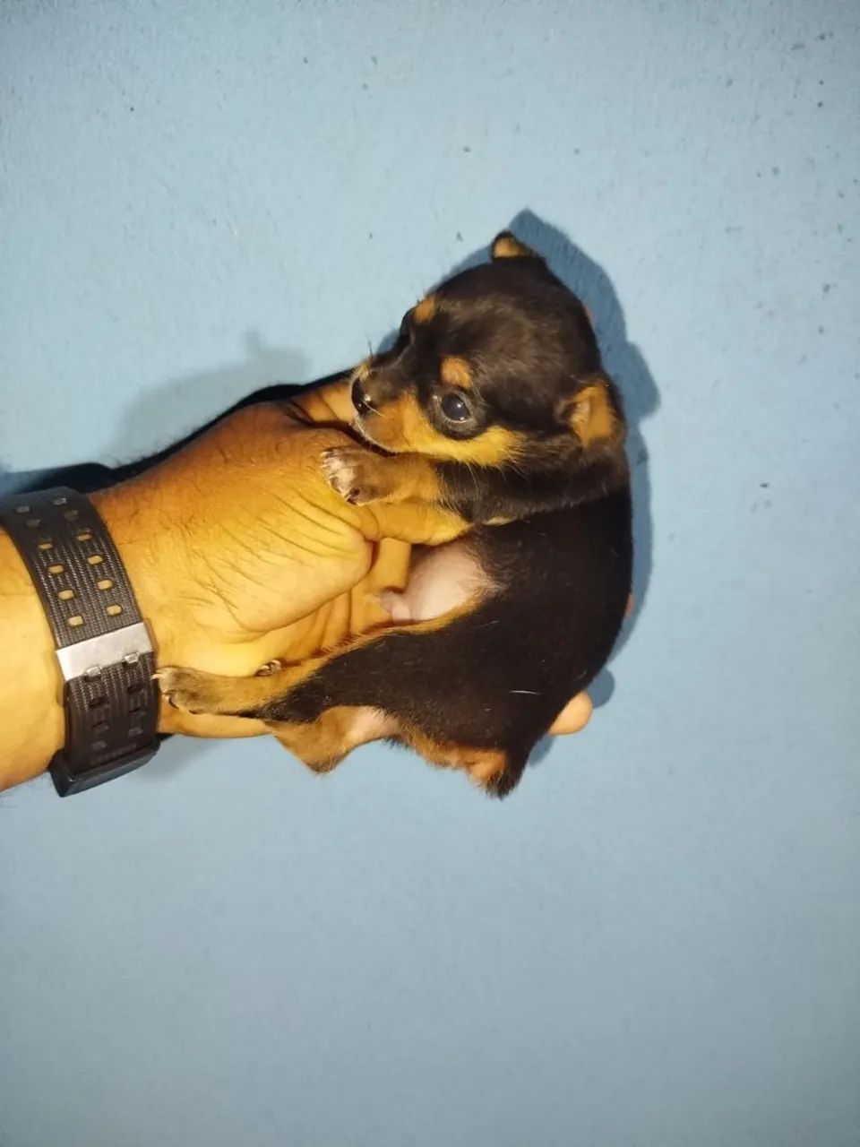 Pinscher macho