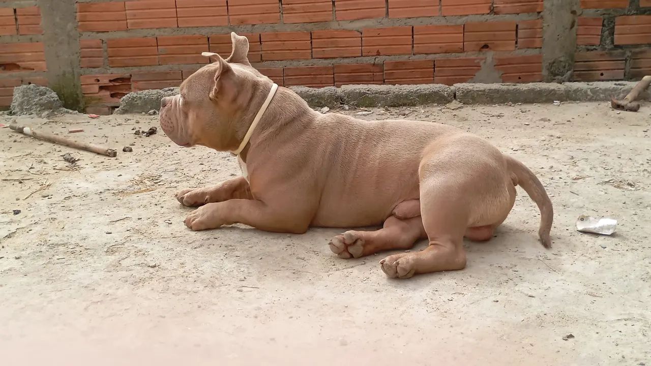 American bully micro  - Foto 3