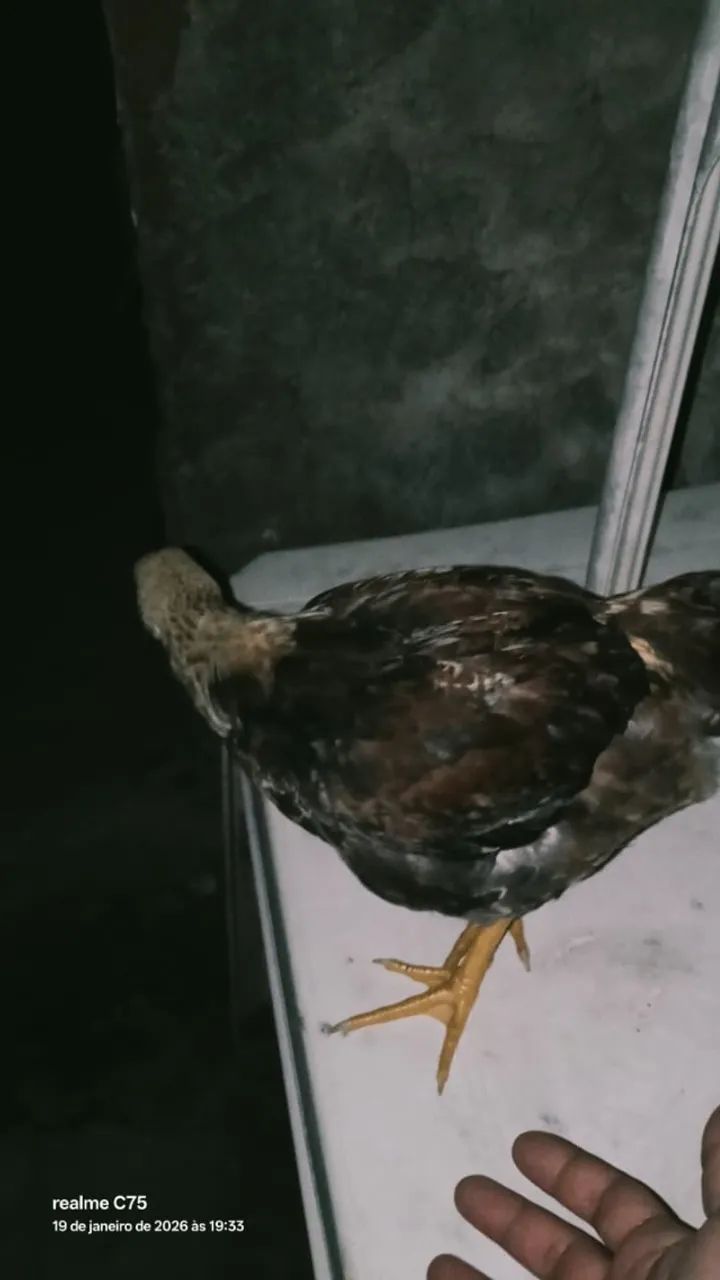 Pintos e Frango(a) Rhode Island Red - Foto 3