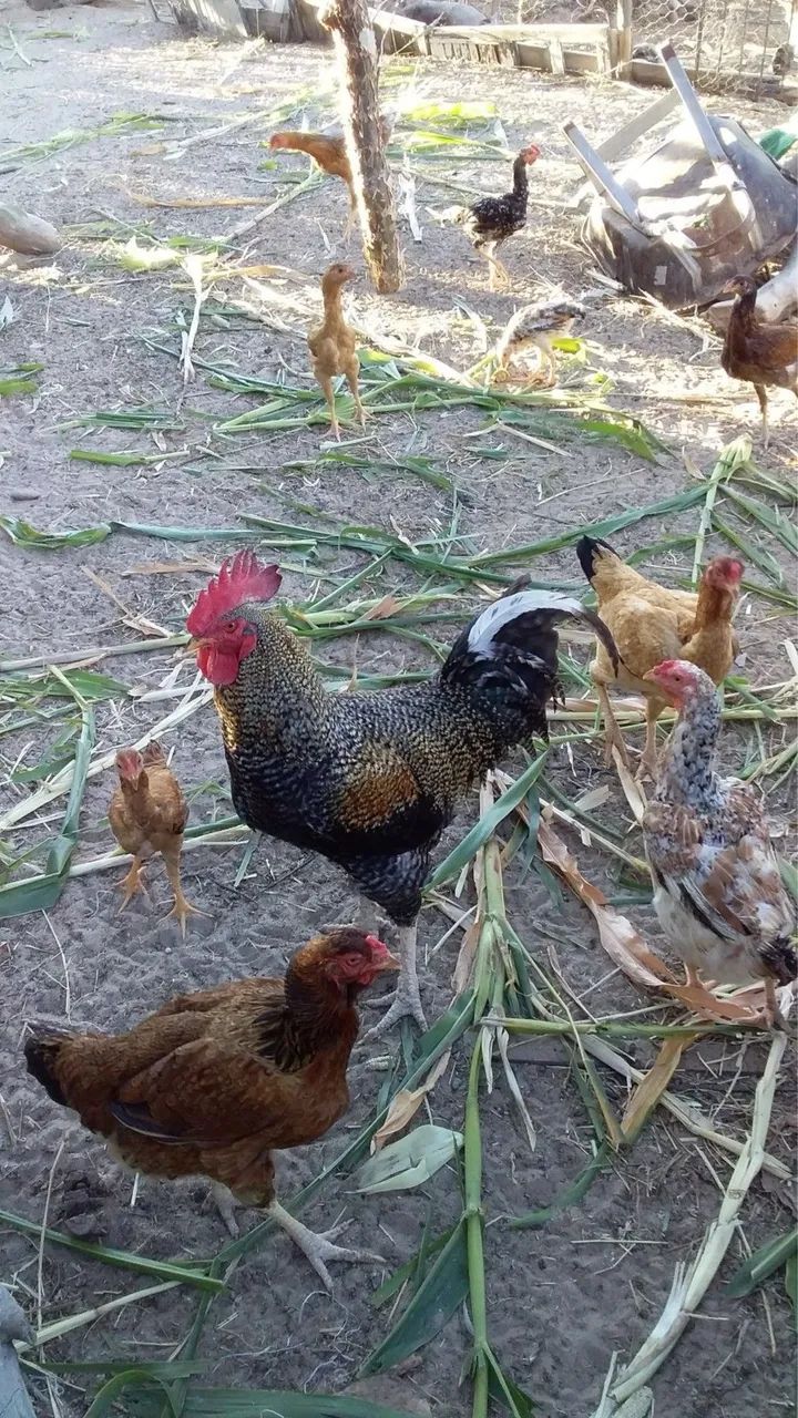 Frangos e galinhas Caipira - Foto 3