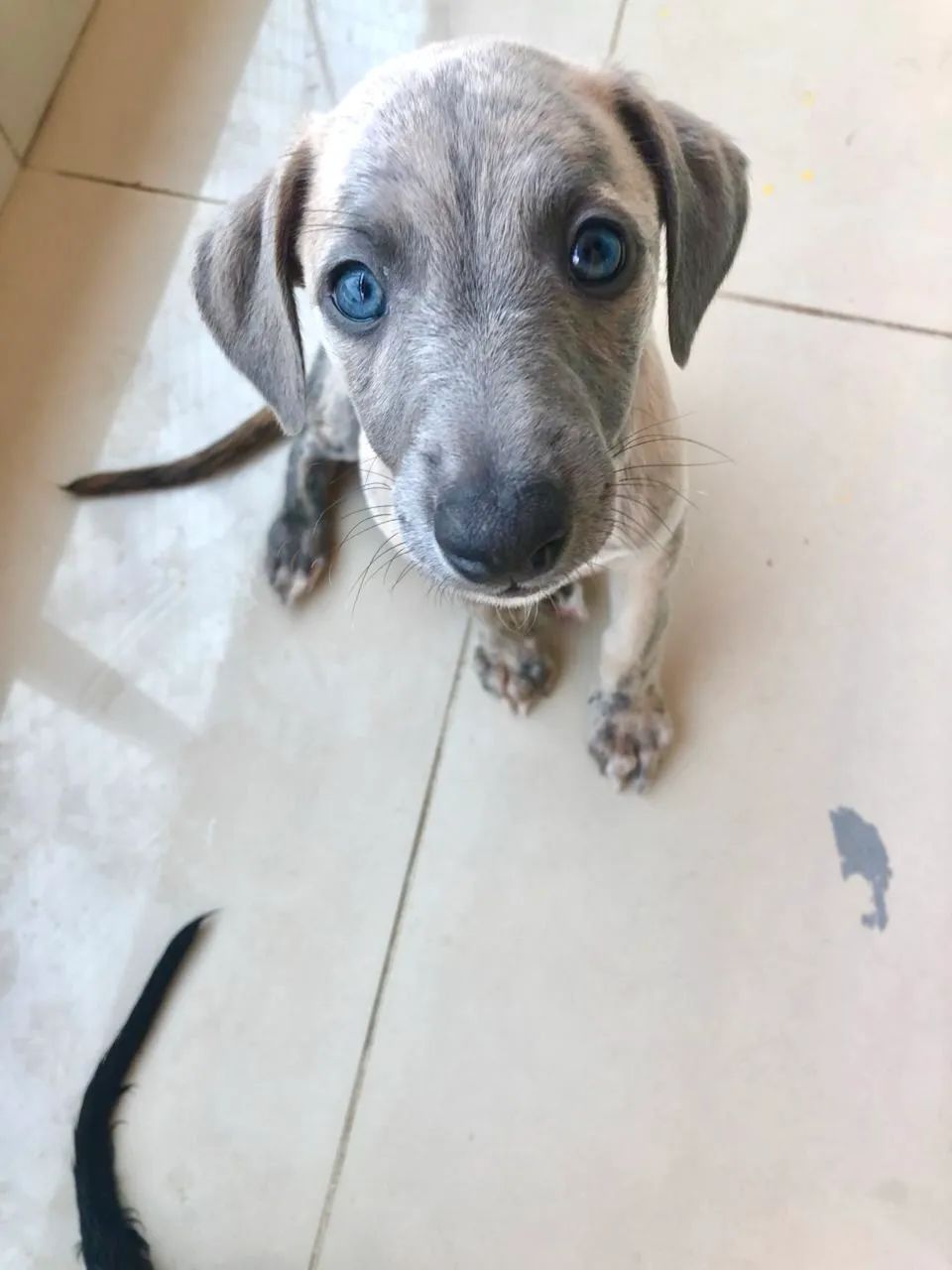 Whippet - Foto 4