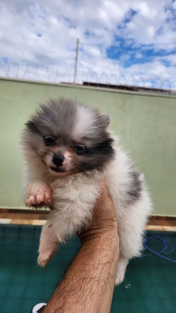 Spitz Alemão Anão filhote macho - Foto 3