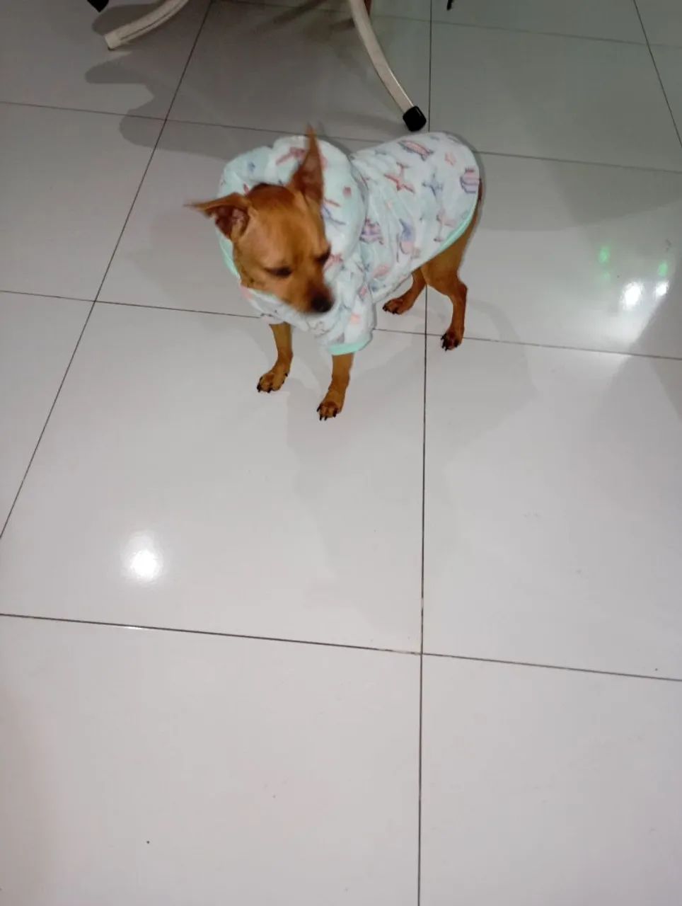 Roupinhas pra pets  - Foto 2