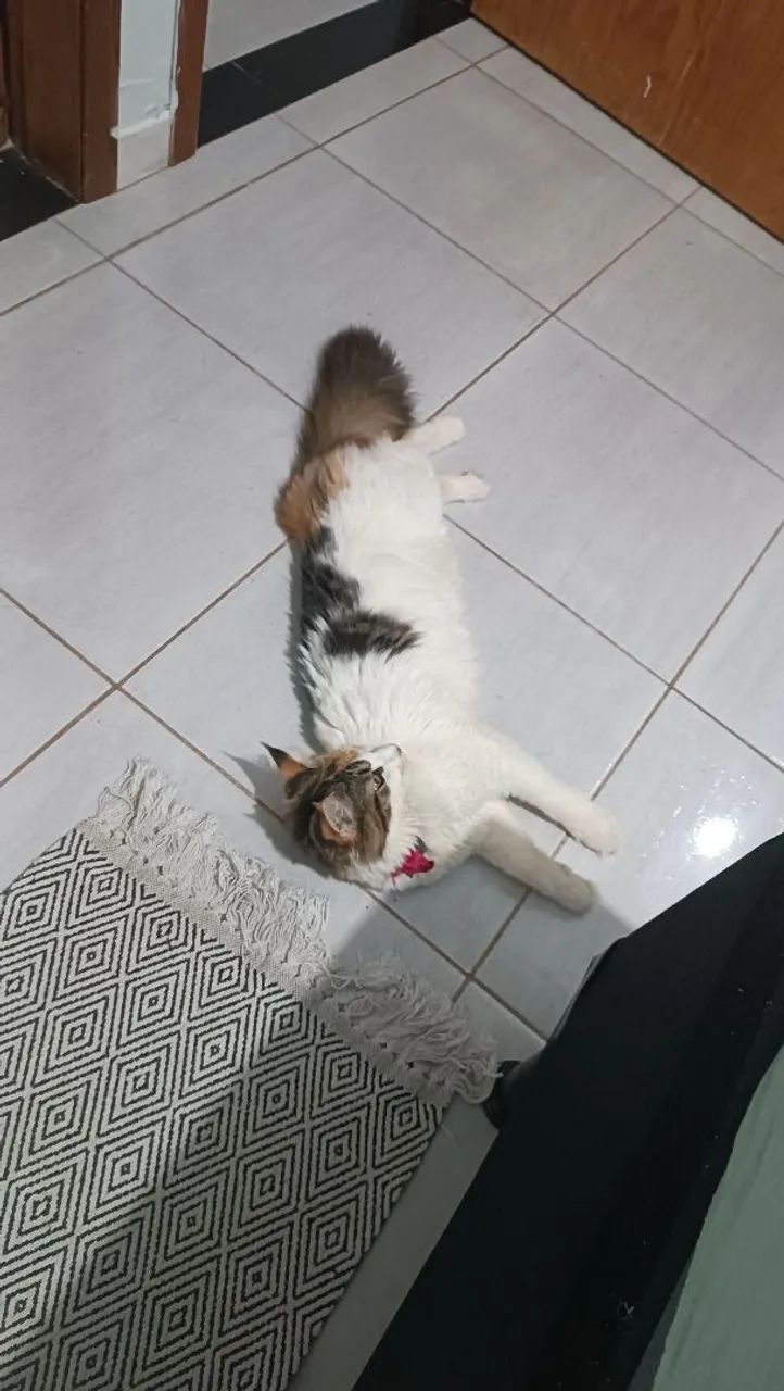 Gata Mainecoon - Foto 4