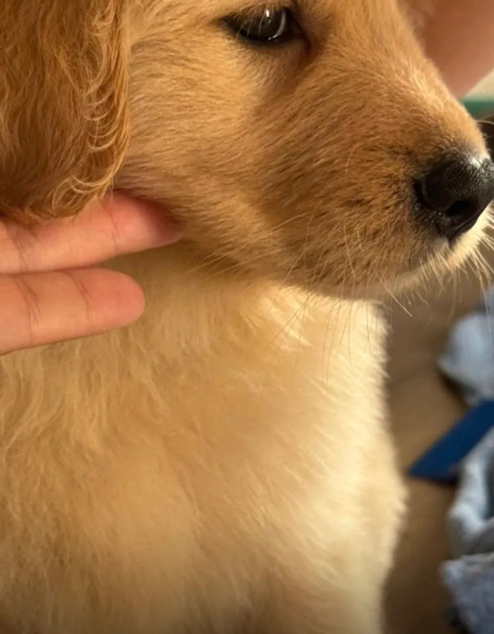 Cachorro - Foto 4