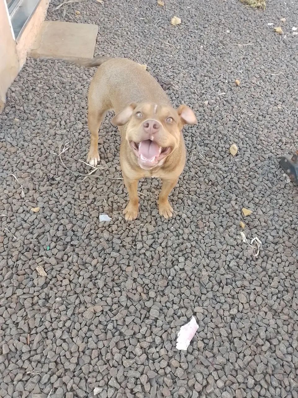 Cachorro pit bull terrier 