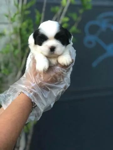 Shih tzu - Um Filhote Incrível Esperando por Você - Foto 2