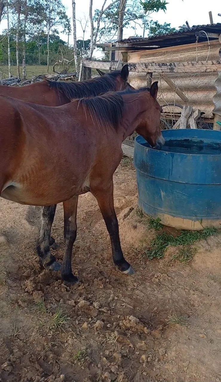 Cavalos - Foto 5