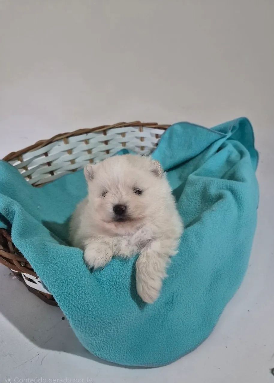 Lulu da Pomerânia!