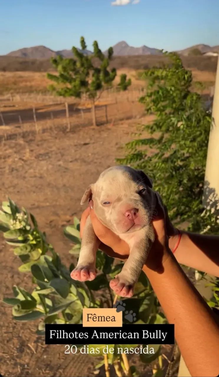 FILHOTES AMERICAN BULLY - Foto 3