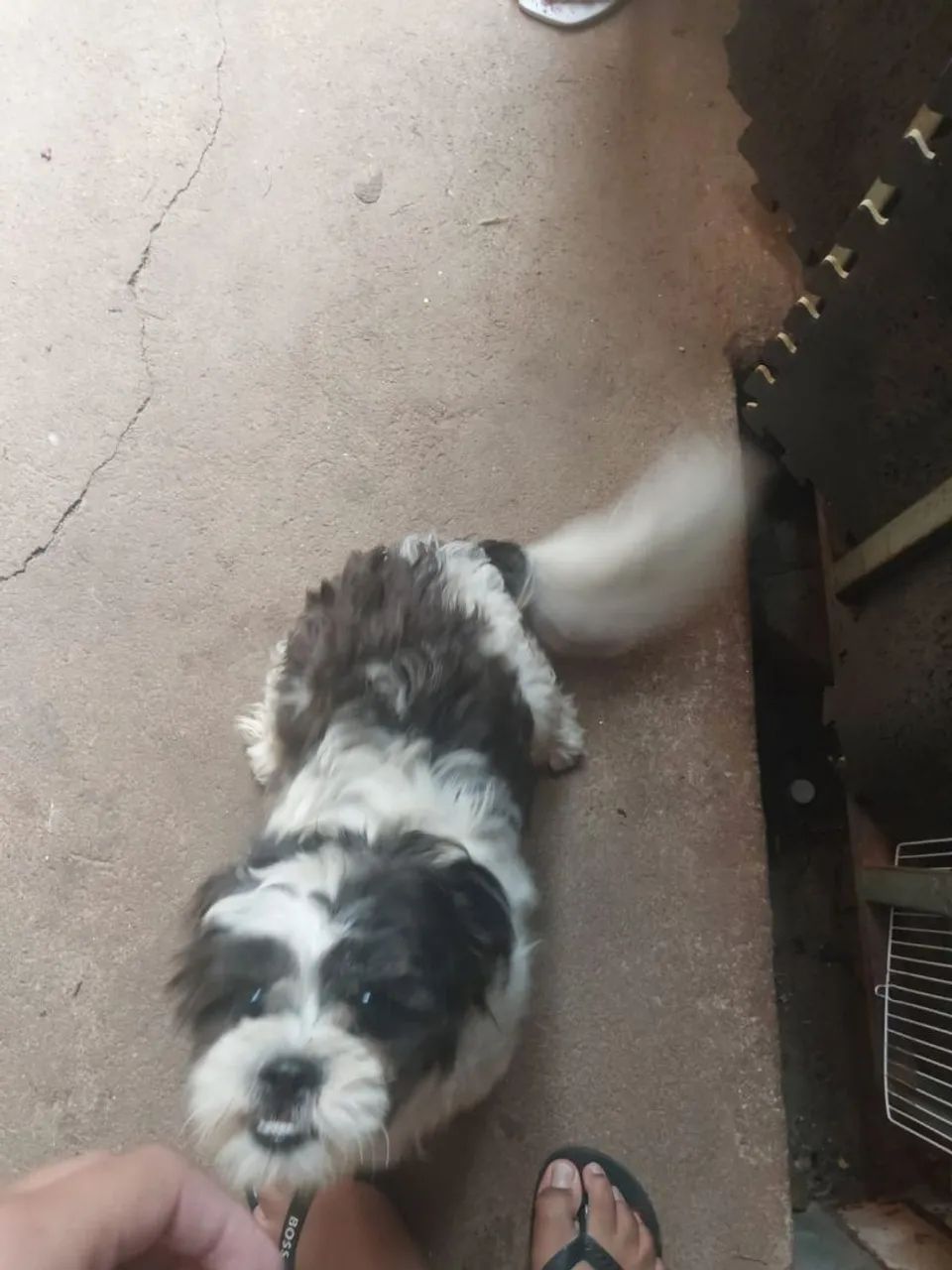 Shih tzu