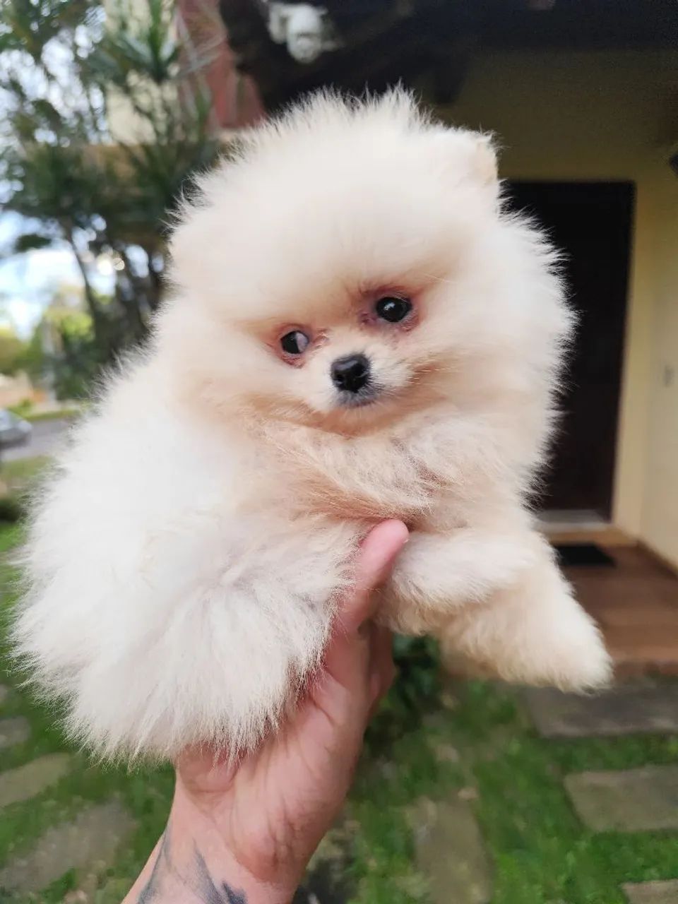 Lulu da Pomerânia anão  - Foto 2