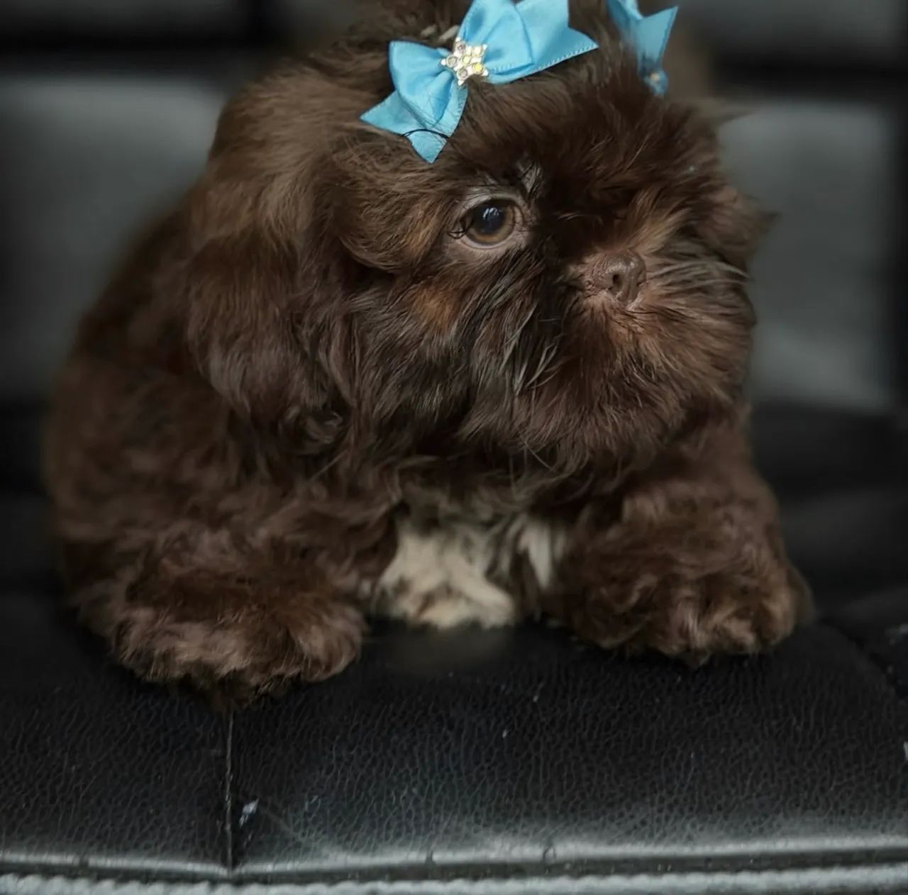 Shih tzu fêmea e macho micro  - Foto 2