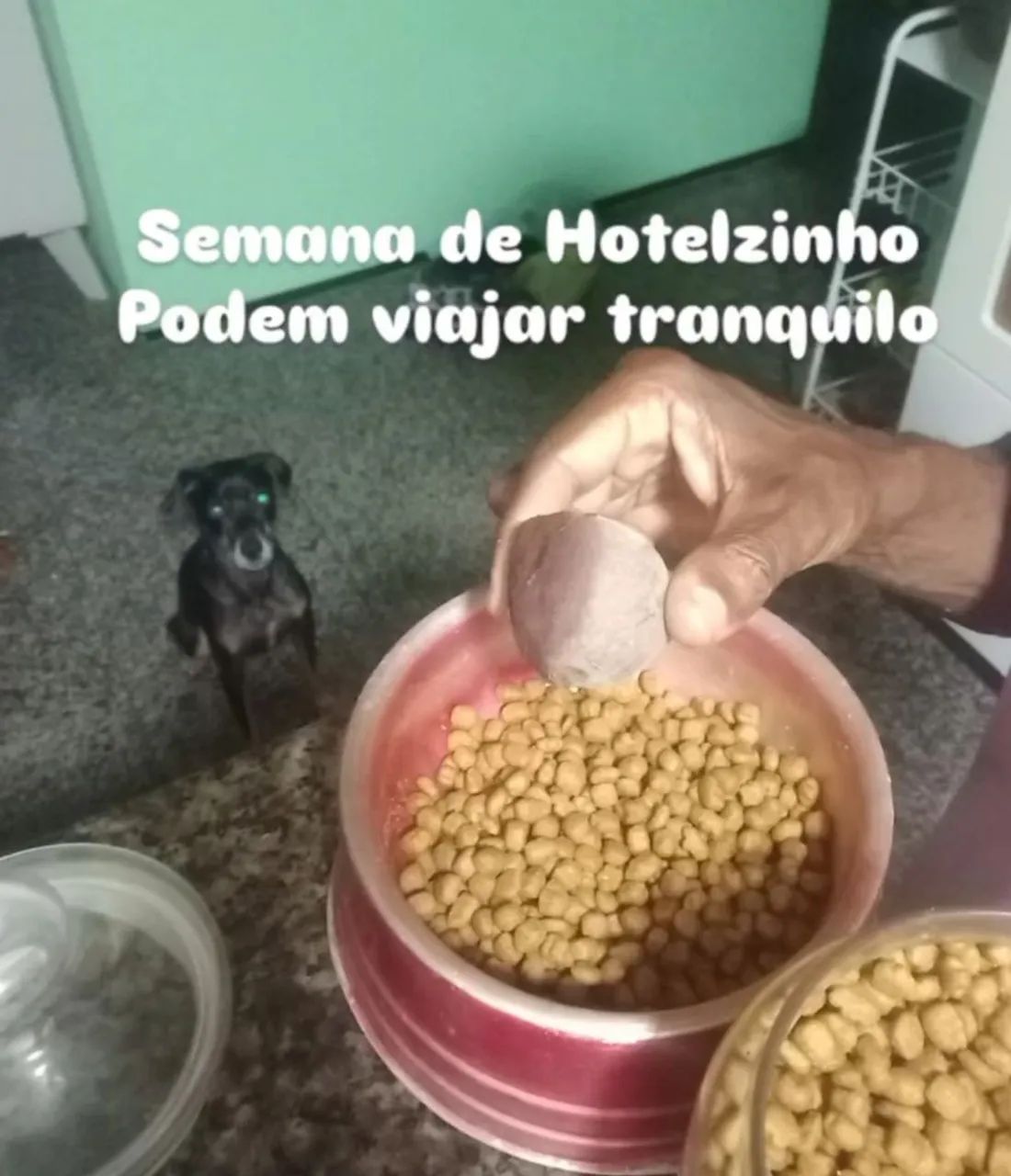 Passeio de pet. - Foto 4
