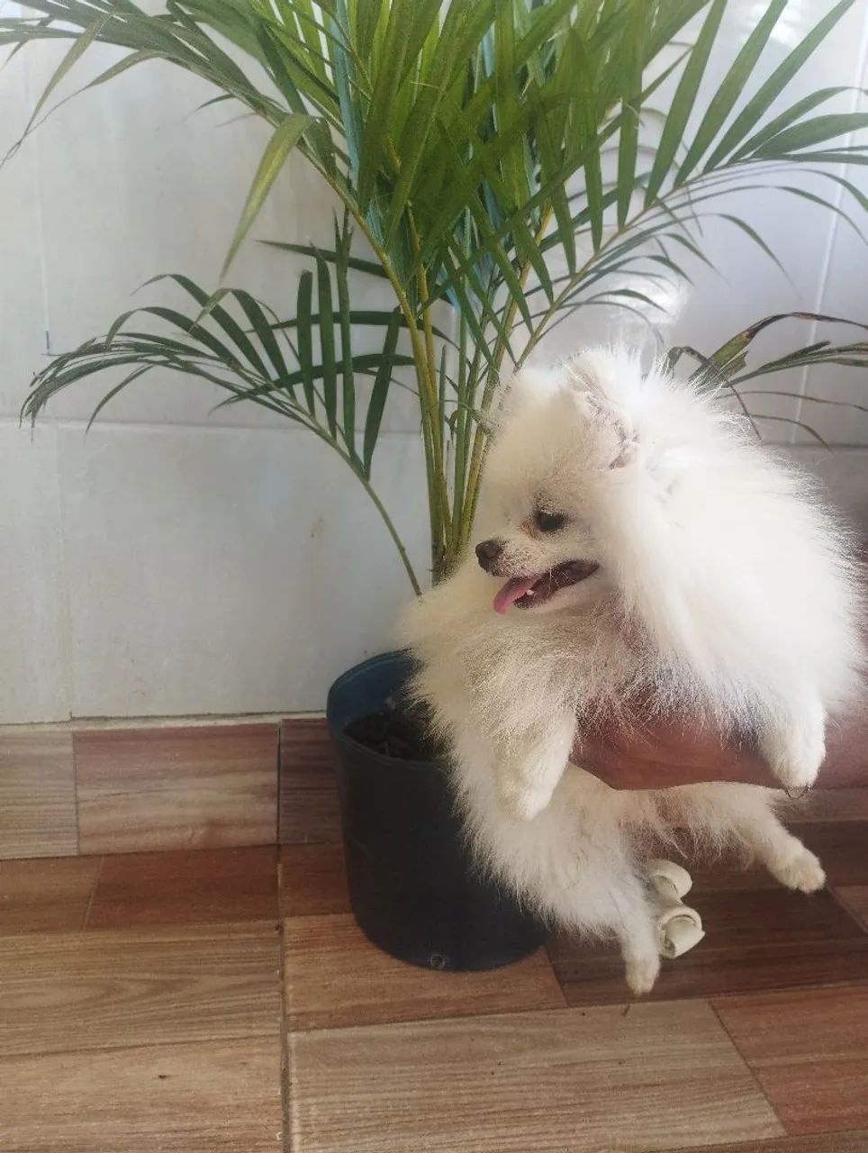 Lulu anão ursinho  - Foto 2