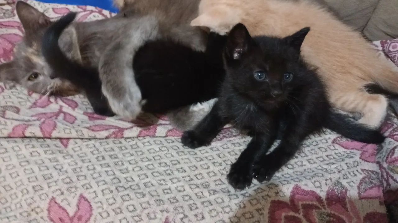 Lindos filhotes  - Foto 2