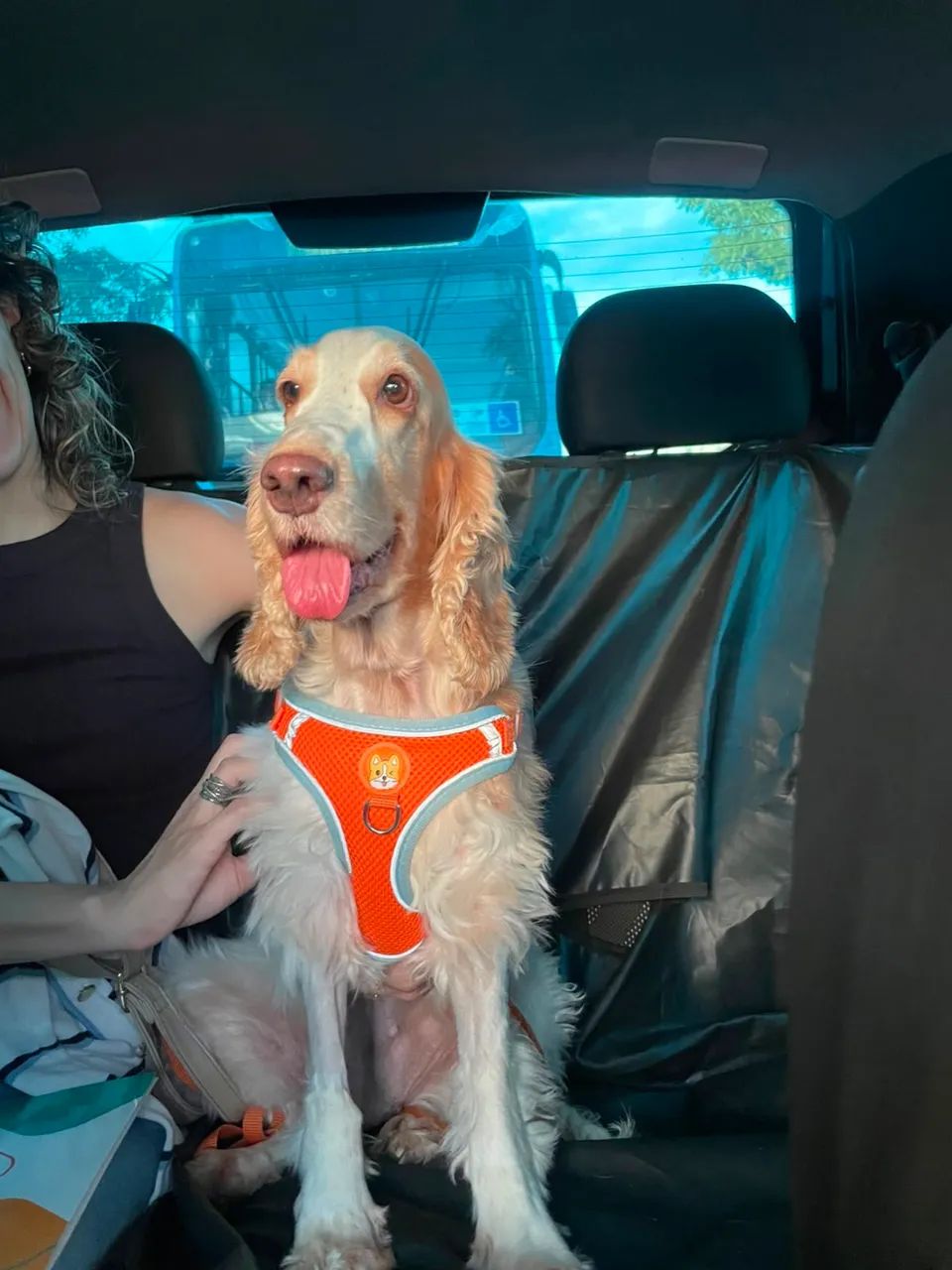Pet sister | taxi dog  - Foto 5