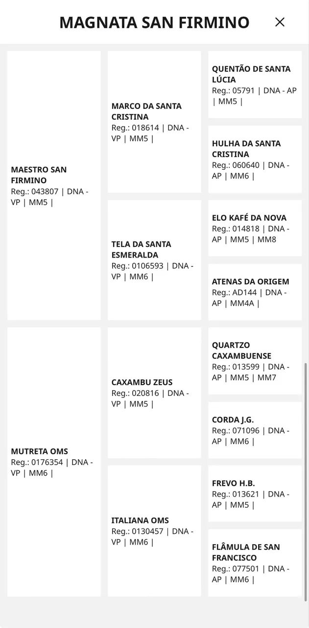 potro mangalarga  - Foto 6