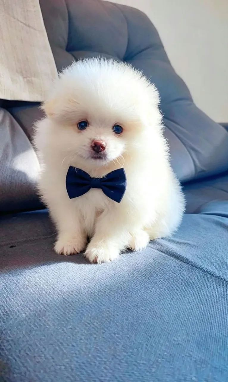 Spitz alemão 