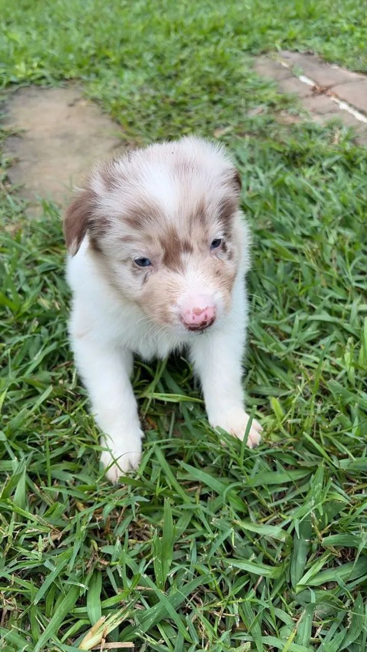 BORDER COLLIE 