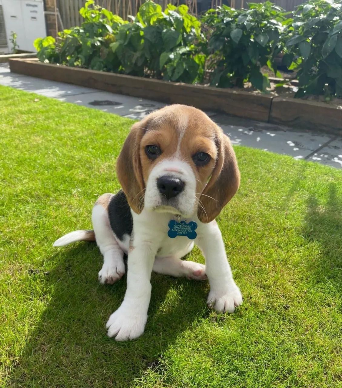 Beagle Vacinados e Disponíveis  - Foto 4