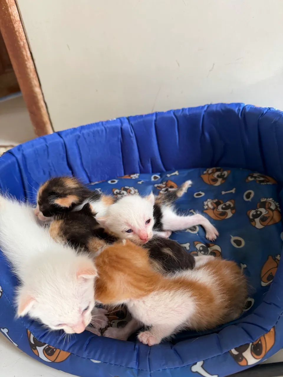 Doa-se gatos - Foto 4