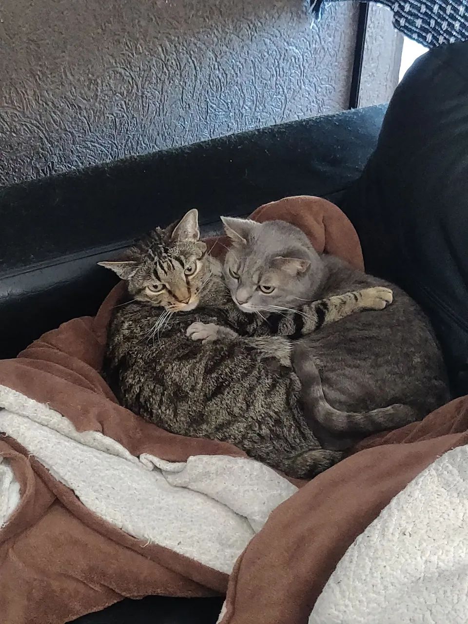 Animais - Foto 4
