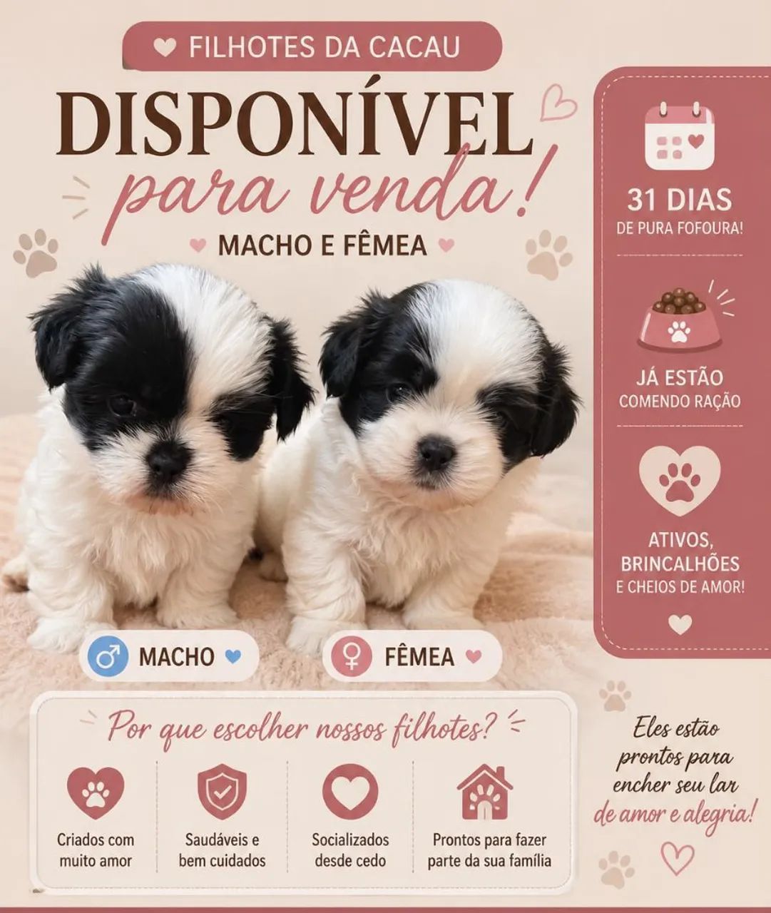 2 Filhotes Lhasa Apso - Saudáveis e Muito Fofos