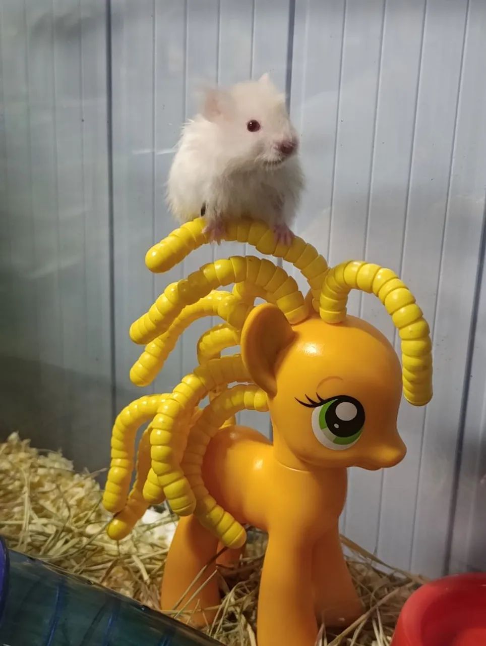 2 Hamster sírio angorá 