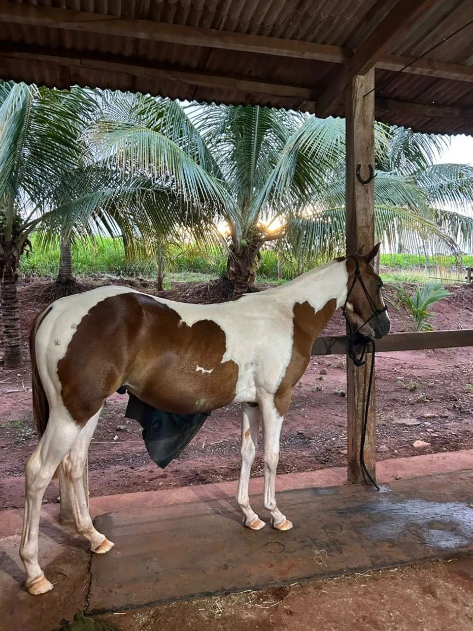 Potro Paint horse P.O 