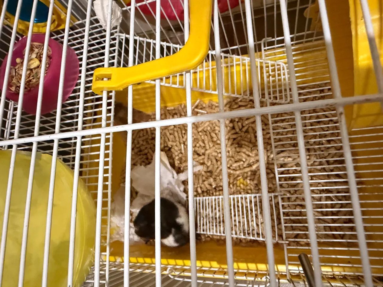 Vendo LINDO Hamster com gaiola e tudo !  - Foto 2