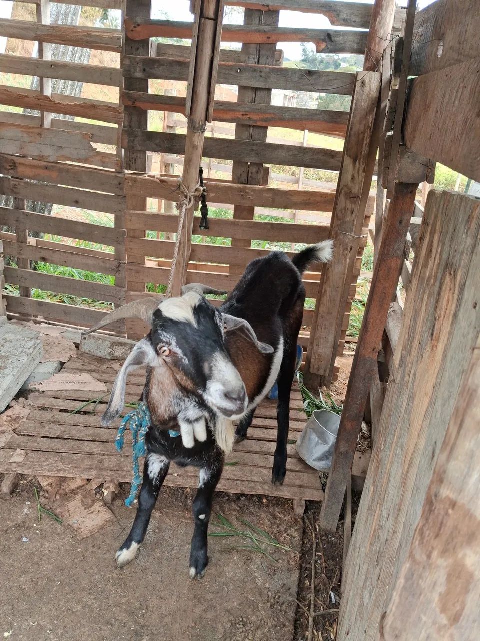 Vende se um bode. - Foto 3