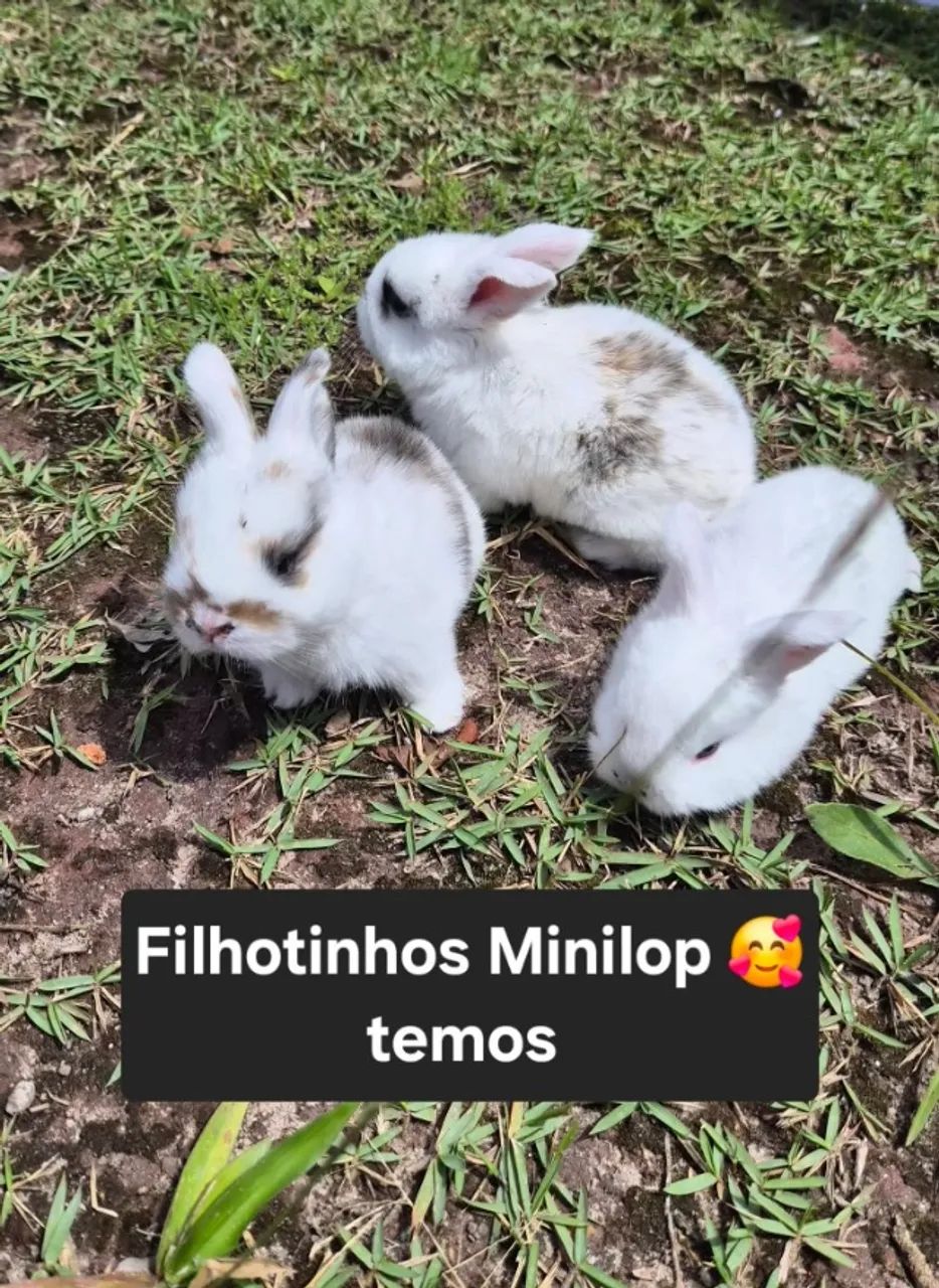 Mini coelhos  - Foto 2