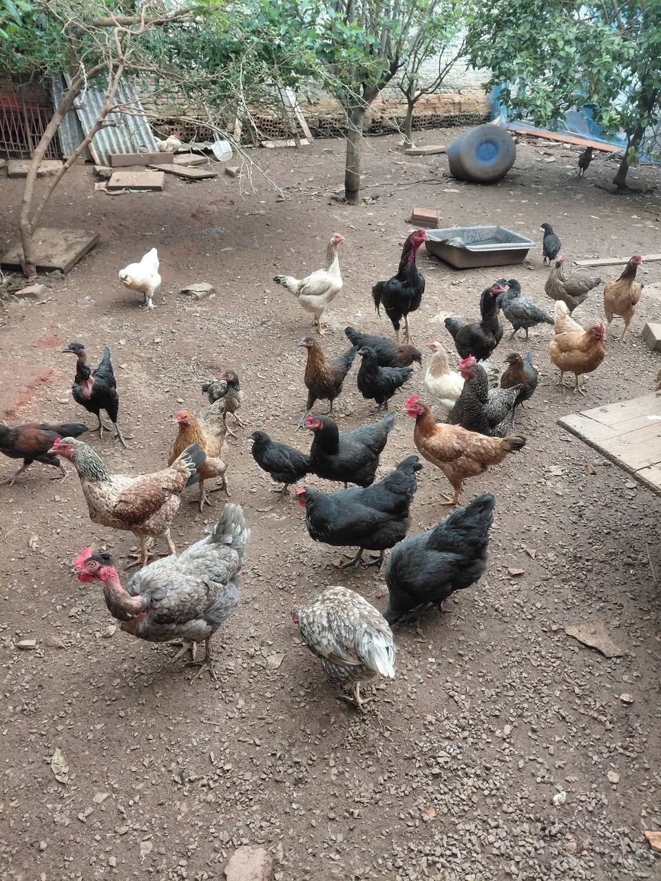 Galo e galinhas  - Foto 4